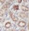 Amyloid P Component, Serum antibody, FNab07757, FineTest, Immunohistochemistry frozen image 