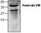 Annexin A8 antibody, GTX59666, GeneTex, Western Blot image 