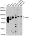 Forkhead Box C1 antibody, 18-872, ProSci, Western Blot image 