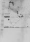 BOP antibody, NBP1-93956, Novus Biologicals, Western Blot image 