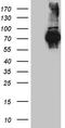 Far upstream element-binding protein 3 antibody, TA812224S, Origene, Western Blot image 