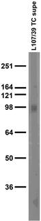 Neuroligin 2 antibody, 73-451, Antibodies Incorporated, Western Blot image 