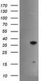 Hes Family BHLH Transcription Factor 1 antibody, TA504067, Origene, Western Blot image 
