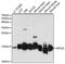Ribosomal Protein S26 antibody, 15-875, ProSci, Western Blot image 