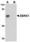 Zinc Finger Protein 350 antibody, LS-C83932, Lifespan Biosciences, Western Blot image 