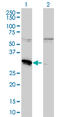 Myeloid leukemia factor 2 antibody, LS-C133535, Lifespan Biosciences, Western Blot image 