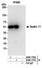 Septin 11 antibody, A304-177A, Bethyl Labs, Immunoprecipitation image 