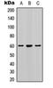 SMAD2 antibody, orb304593, Biorbyt, Western Blot image 