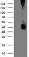 Mitogen-Activated Protein Kinase Kinase 3 antibody, TA505645BM, Origene, Western Blot image 