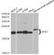 Adenine Phosphoribosyltransferase antibody, LS-C748961, Lifespan Biosciences, Western Blot image 