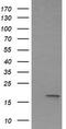Interleukin 36 Gamma antibody, TA505995, Origene, Western Blot image 