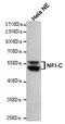 Nuclear Factor I C antibody, GTX16477, GeneTex, Western Blot image 