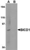 Protein bicaudal D homolog 1 antibody, A07284, Boster Biological Technology, Western Blot image 
