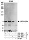 Thyroid Hormone Receptor Interactor 10 antibody, A301-185A, Bethyl Labs, Immunoprecipitation image 