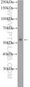 Probable G-protein coupled receptor 132 antibody, 17026-1-AP, Proteintech Group, Western Blot image 