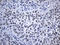 Mediator Complex Subunit 19 antibody, CF810431, Origene, Immunohistochemistry frozen image 