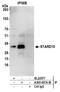 StAR Related Lipid Transfer Domain Containing 10 antibody, A305-657A-M, Bethyl Labs, Immunoprecipitation image 