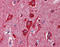 Cytochrome C, Somatic antibody, ADI-AAM-175-E, Enzo Life Sciences, Immunohistochemistry frozen image 