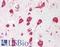 Ribosomal Protein L30 antibody, LS-B12502, Lifespan Biosciences, Immunohistochemistry paraffin image 