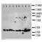 Kallikrein Related Peptidase 6 antibody, orb76280, Biorbyt, Western Blot image 