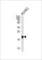 Caveolin 2 antibody, LS-C168342, Lifespan Biosciences, Western Blot image 