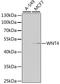 Protein Wnt-4 antibody, STJ110119, St John