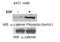 Catenin alpha-1 antibody, AP08076PU-S, Origene, Western Blot image 
