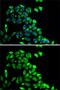 Prostaglandin E Synthase 2 antibody, GTX33444, GeneTex, Immunofluorescence image 
