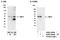 Interferon Regulatory Factor 3 antibody, A303-383A, Bethyl Labs, Immunoprecipitation image 