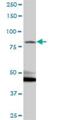 Kazrin antibody, H00023254-B01P, Novus Biologicals, Western Blot image 