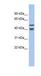 Apolipoprotein B MRNA Editing Enzyme Catalytic Polypeptide Like 4 antibody, NBP1-56377, Novus Biologicals, Western Blot image 