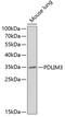 PDZ And LIM Domain 3 antibody, 22-144, ProSci, Western Blot image 