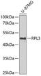 60S ribosomal protein L3 antibody, 22-597, ProSci, Western Blot image 