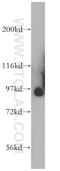 SLIT And NTRK Like Family Member 4 antibody, 13835-1-AP, Proteintech Group, Western Blot image 