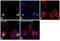 Histone H3 antibody, PA5-17869, Invitrogen Antibodies, Immunocytochemistry image 