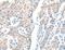 AarF Domain Containing Kinase 1 antibody, MBS2519165, MyBioSource, Immunohistochemistry paraffin image 