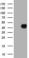 Paraoxonase 3 antibody, TA807383, Origene, Western Blot image 