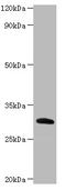 Chymotrypsin Like Elastase 2A antibody, A54384-100, Epigentek, Western Blot image 
