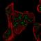 Proline Rich Nuclear Receptor Coactivator 1 antibody, HPA066513, Atlas Antibodies, Immunofluorescence image 
