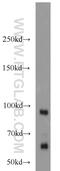 Prickle-like protein 1 antibody, 22589-1-AP, Proteintech Group, Western Blot image 