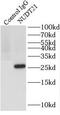 Nudix Hydrolase 21 antibody, FNab05904, FineTest, Immunoprecipitation image 