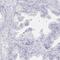 Leucine Rich Repeat Containing 23 antibody, PA5-63449, Invitrogen Antibodies, Immunohistochemistry frozen image 