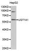 UDP Glucuronosyltransferase Family 1 Member A1 antibody, STJ26036, St John