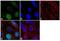 Histone H3 antibody, PA5-17697, Invitrogen Antibodies, Immunofluorescence image 