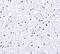Atypical Chemokine Receptor 1 (Duffy Blood Group) antibody, 4071, ProSci, Immunohistochemistry paraffin image 