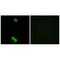 Ribosomal Protein L3 Like antibody, A14459, Boster Biological Technology, Immunofluorescence image 