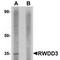 RWD Domain Containing 3 antibody, TA306846, Origene, Western Blot image 