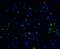 Vinculin antibody, 7809, ProSci Inc, Immunofluorescence image 