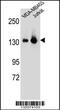 Splicing Factor 3b Subunit 3 antibody, 56-592, ProSci, Western Blot image 