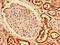 Car2 antibody, CSB-PA004370HA01HU, Cusabio, Immunohistochemistry frozen image 